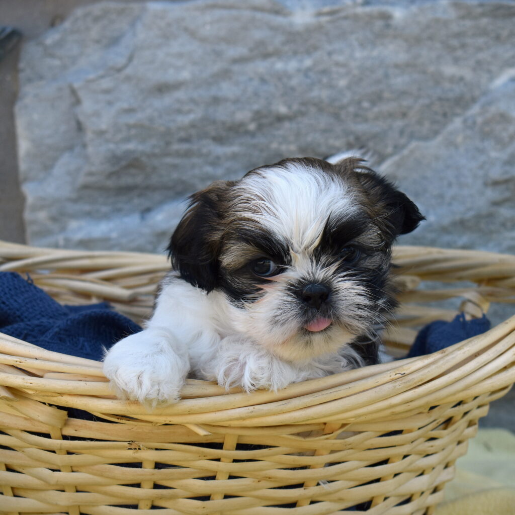 shihtzu puppies