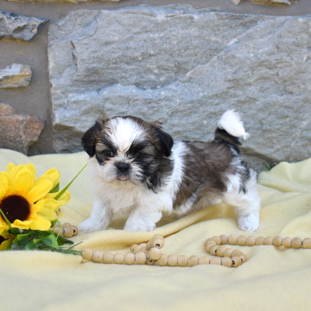 shihtzu puppies lancaster pa