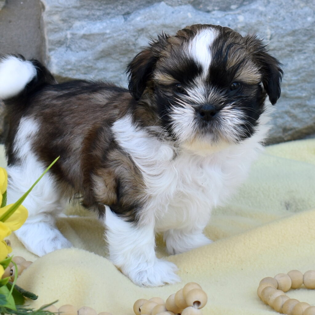 shihtzu puppy
