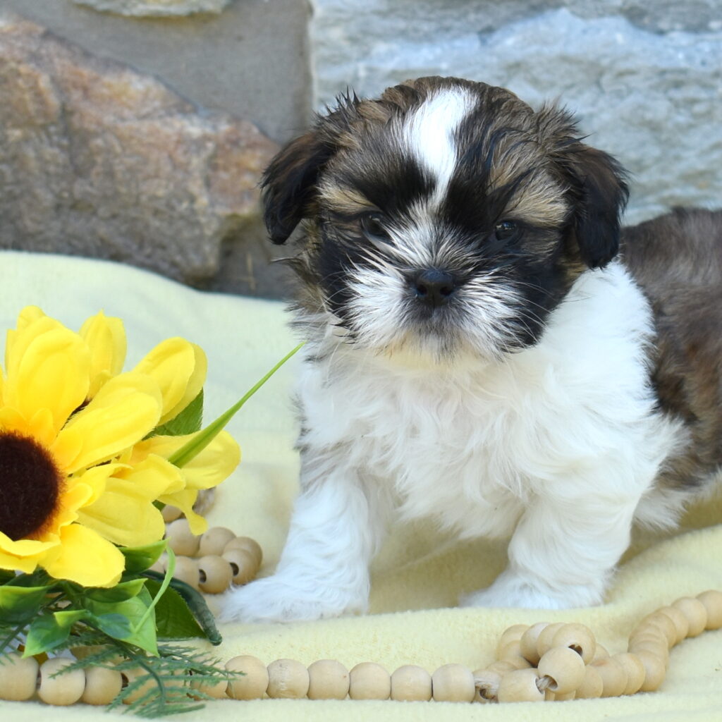 shihtzu puppy for sale