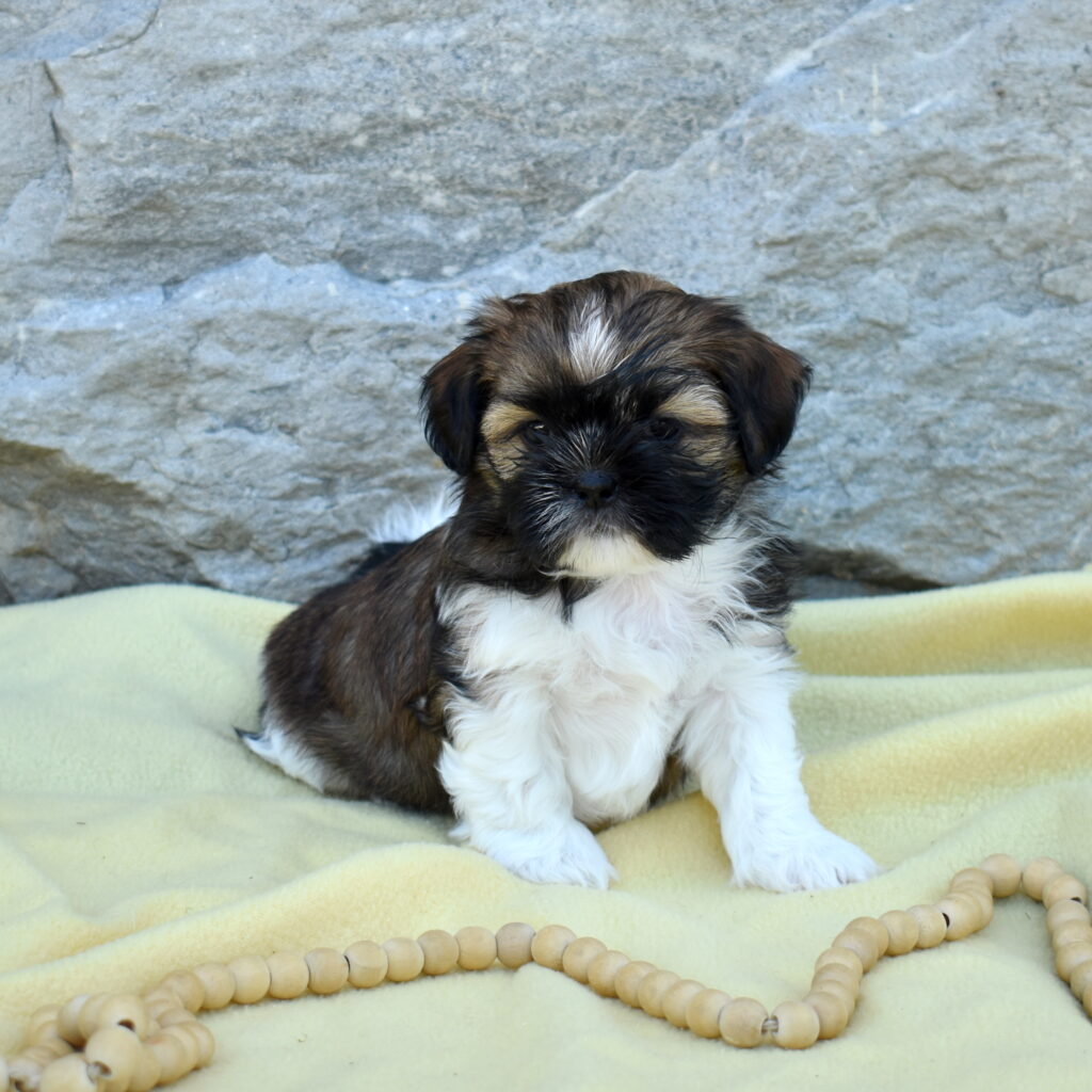shihtzu puppy for sale lancaster