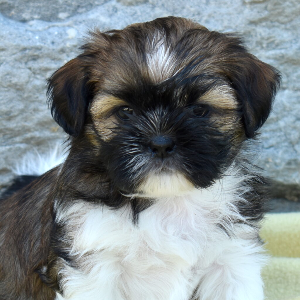 shihtzu puppy for sale pa