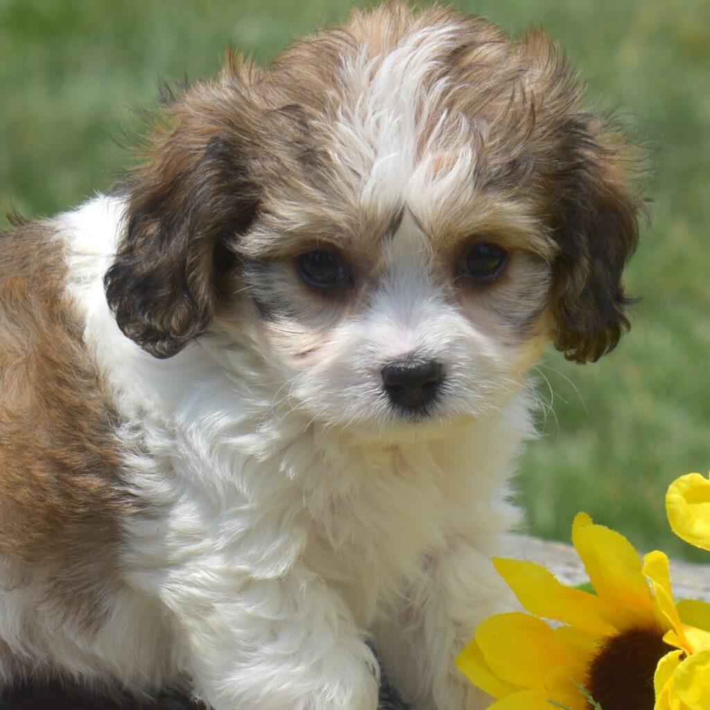 adorable cavachon puppies