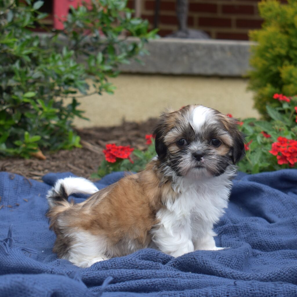 are all shihtzu hypoallergenic