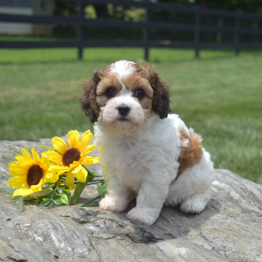 cavachon dog