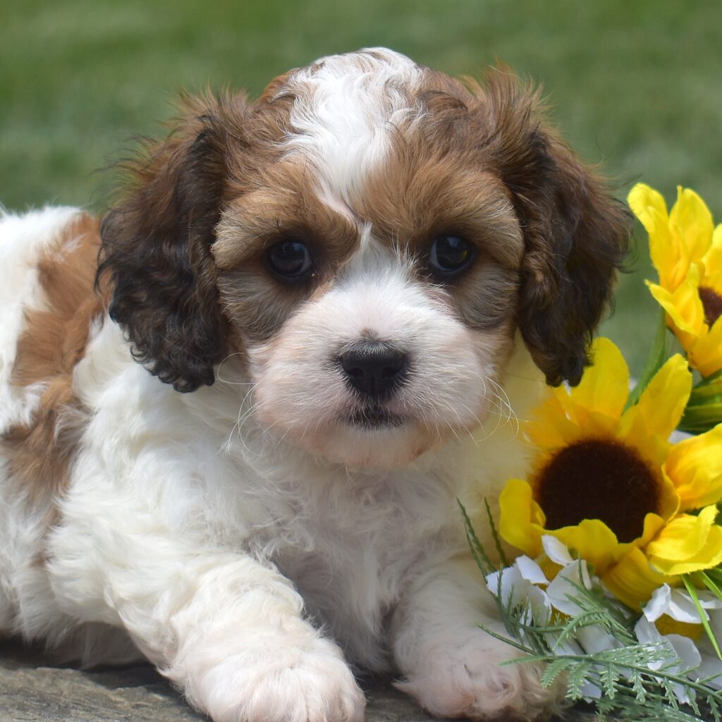 cavachon dog breeders