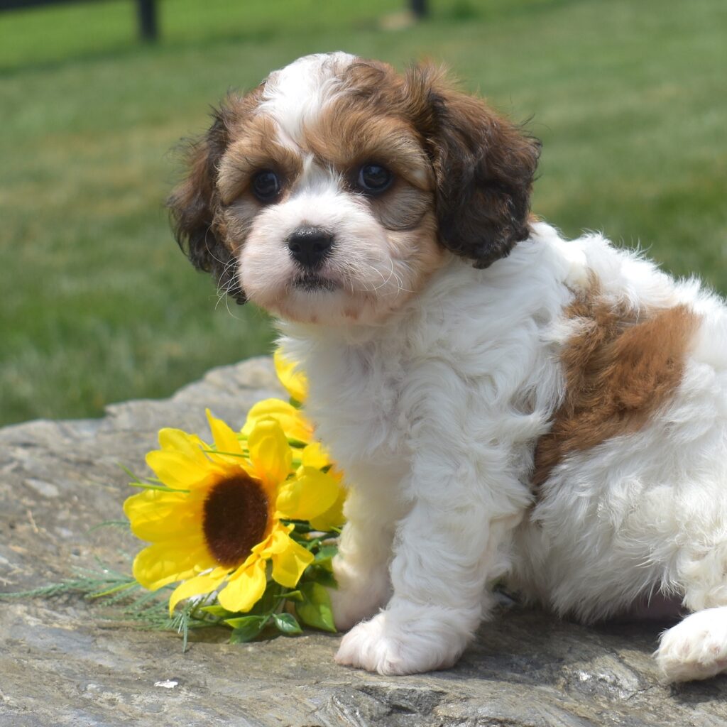 cavachon dog puppy