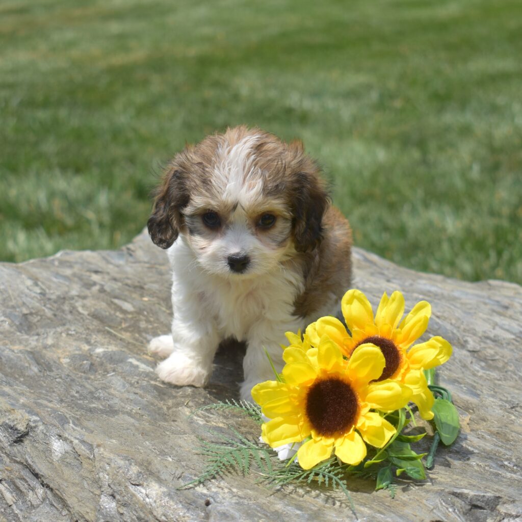 cavachon puppies