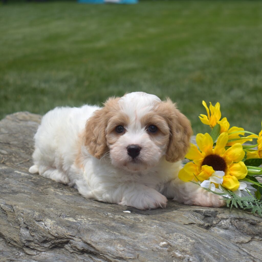 cavachon puppies for sale