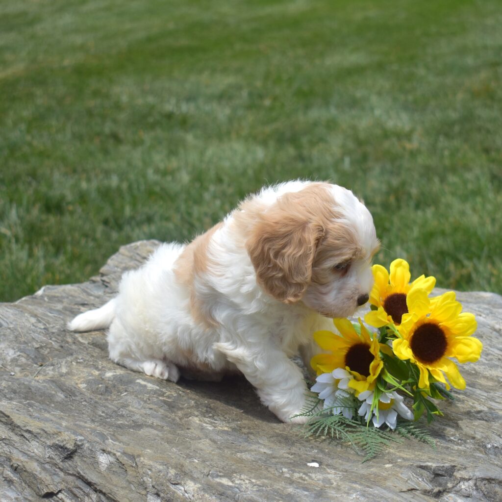 cavachon puppies for sale lancaster pa