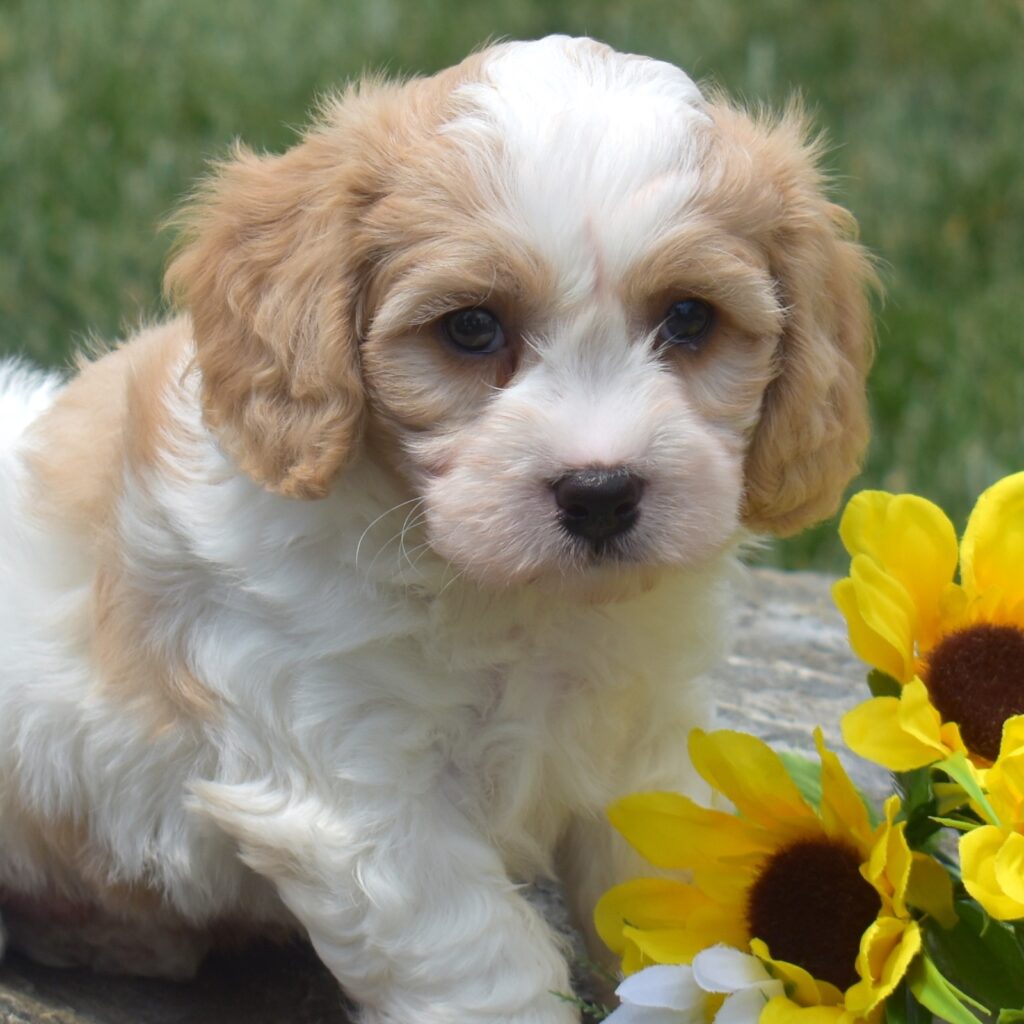 cavachon puppies for sale new jersey