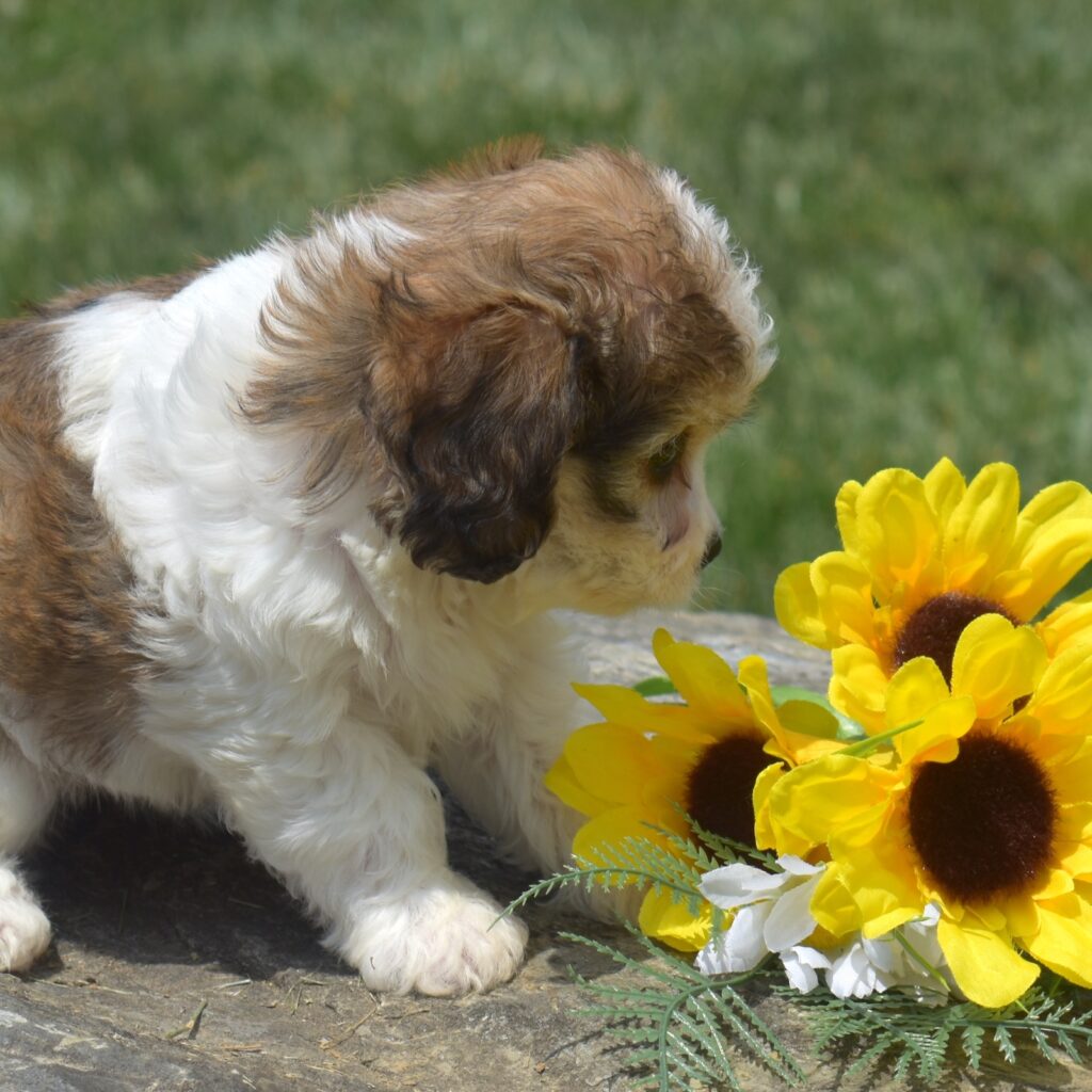 cavachon puppies near me