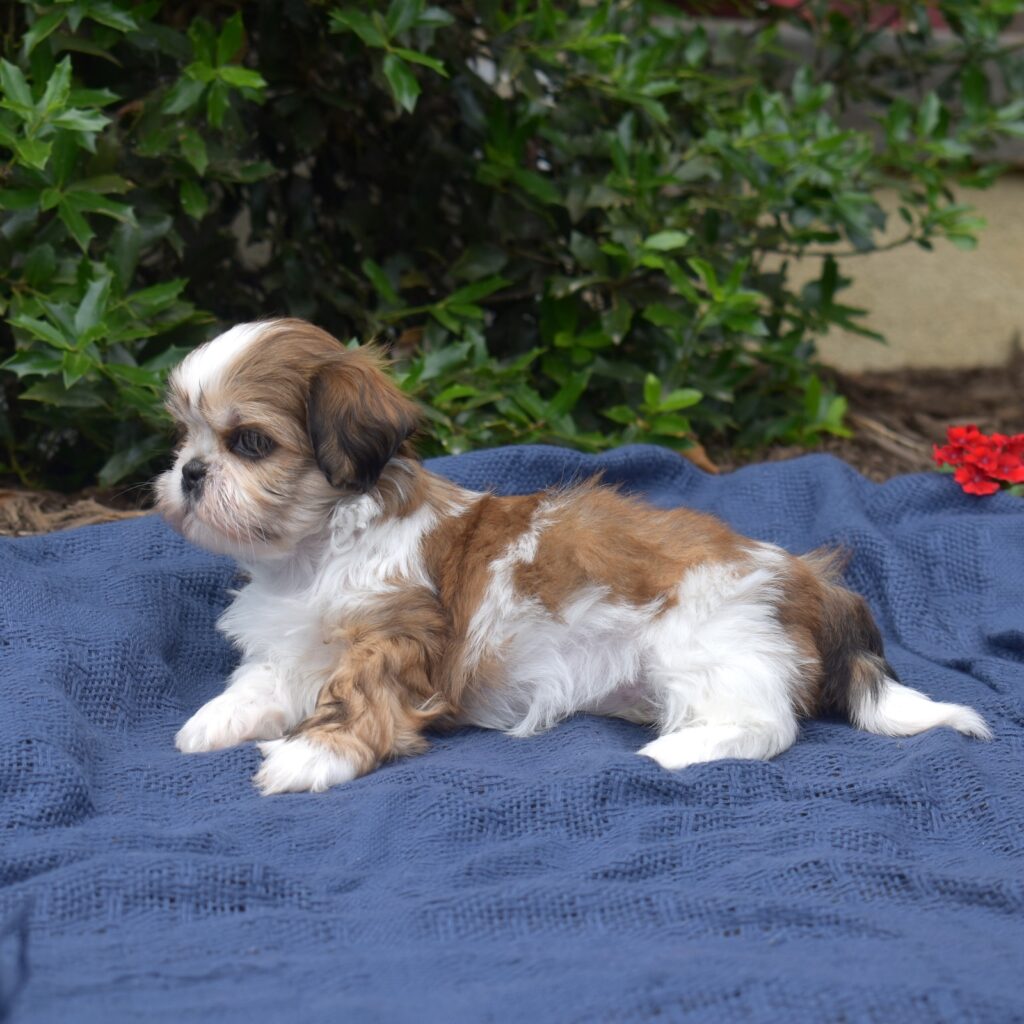 golden sable shih tzu puppy