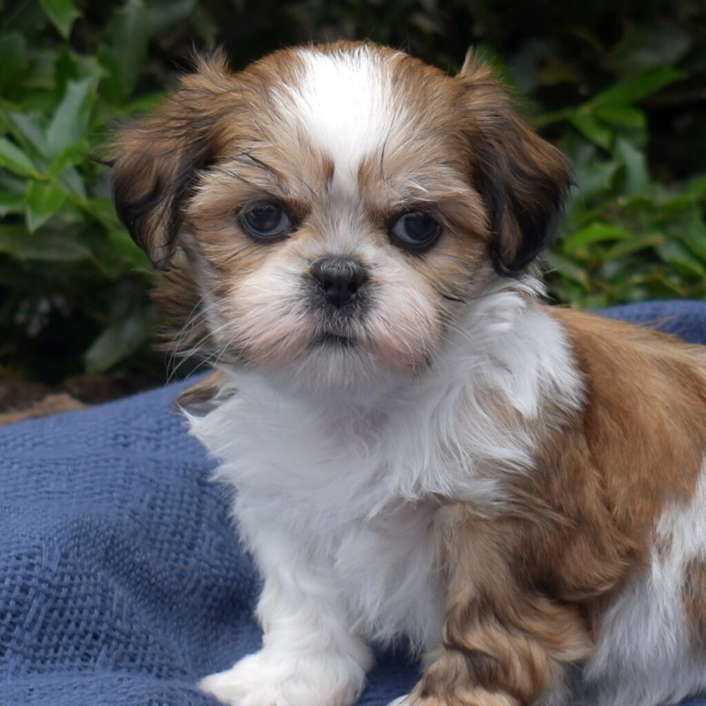 golden sable shih tzu puppy for sale near me