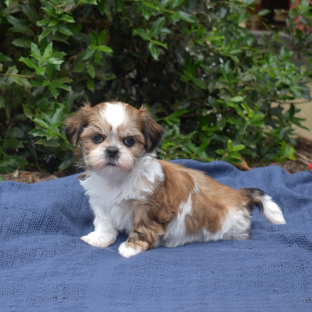 how much is a golden sable shih tzu puppy