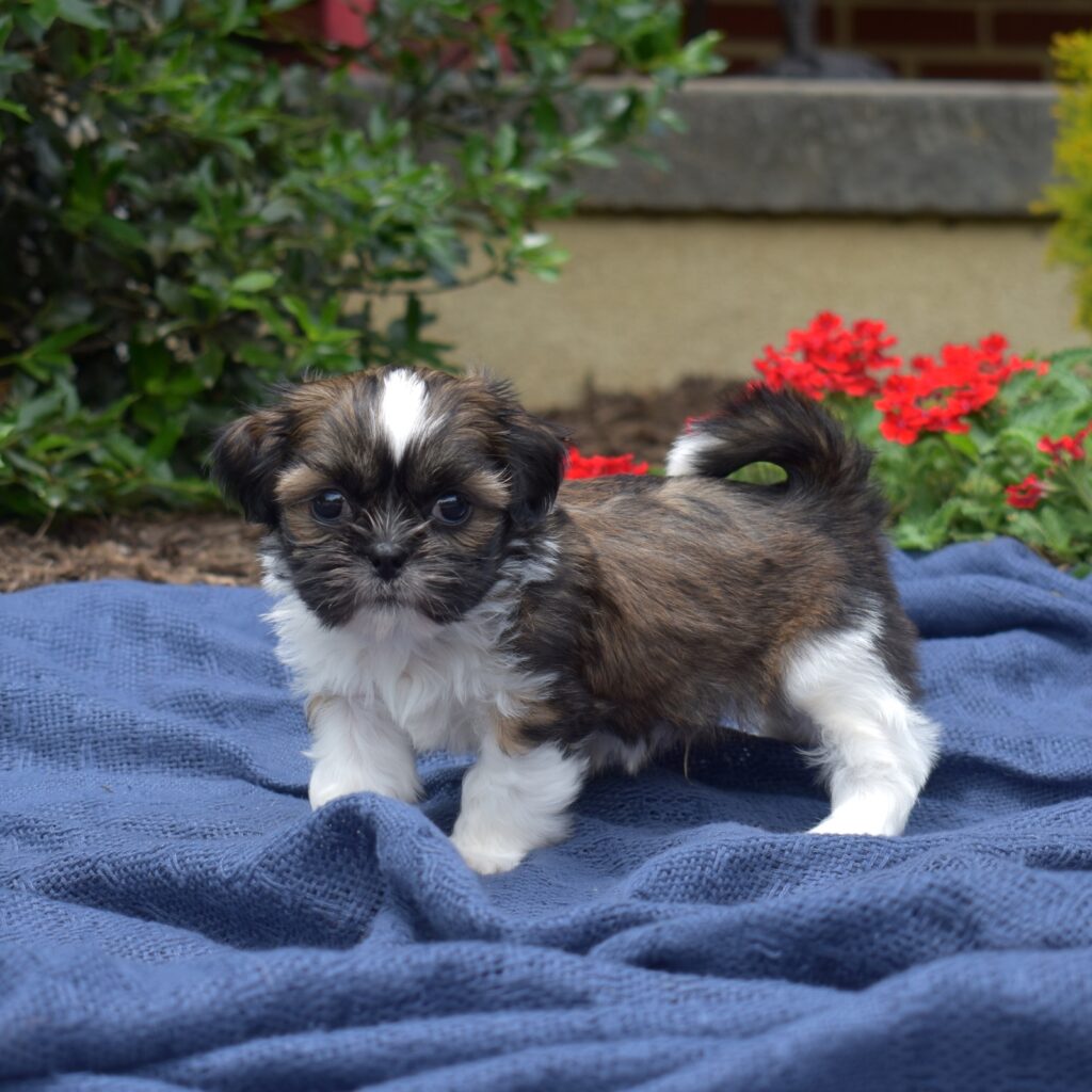 hypoallergenic shih tzu puppies