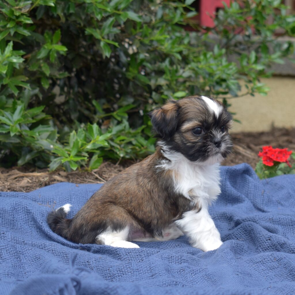 hypoallergenic shih tzu puppies for sale