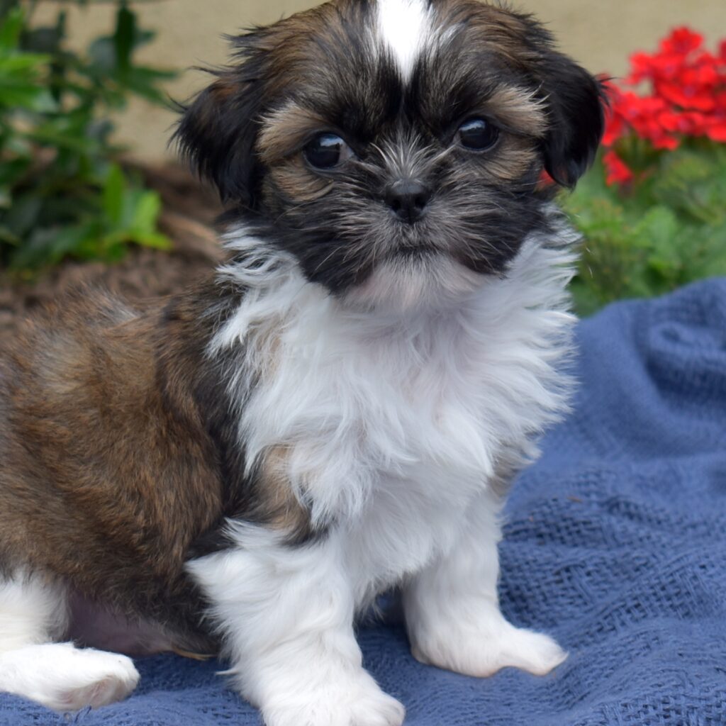 hypoallergenic shih tzu puppies for sale PA