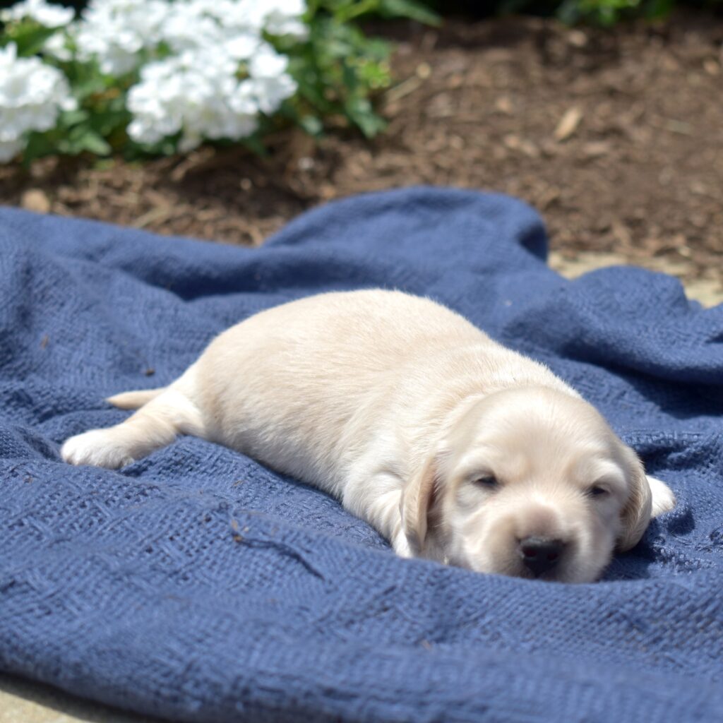 mini dachshund puppies
