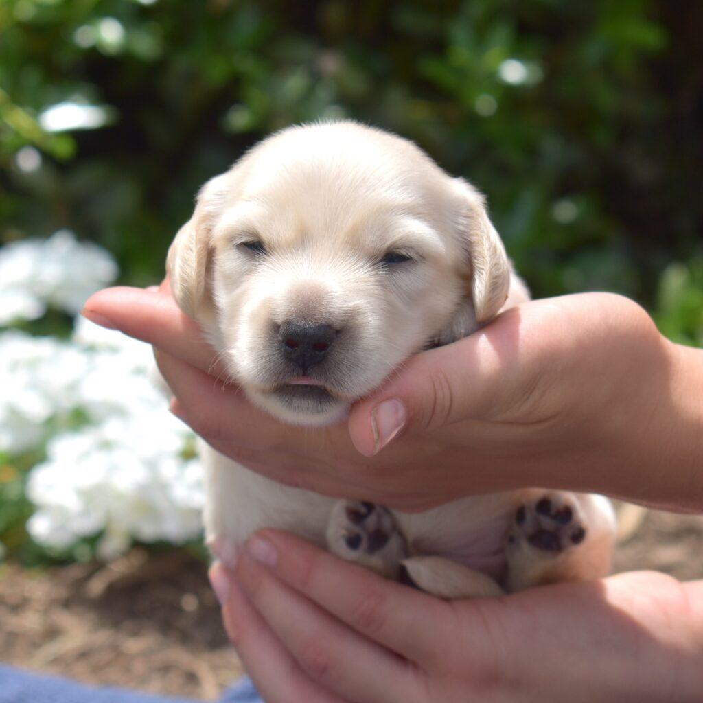 mini dachshund puppies PA