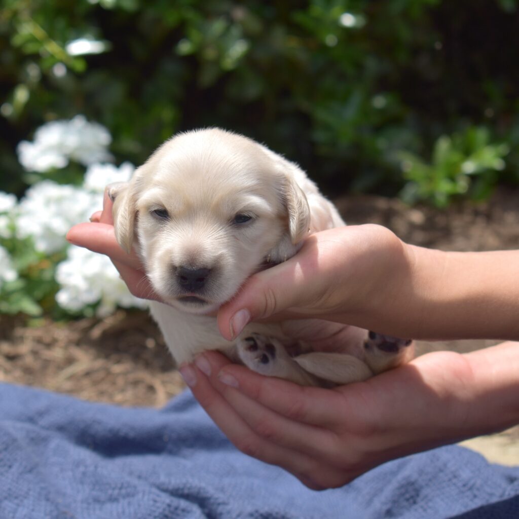 mini dachshund puppies near me