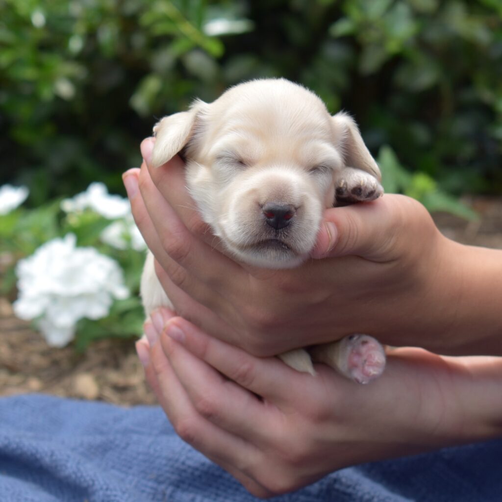 mini dachshund puppy AKC