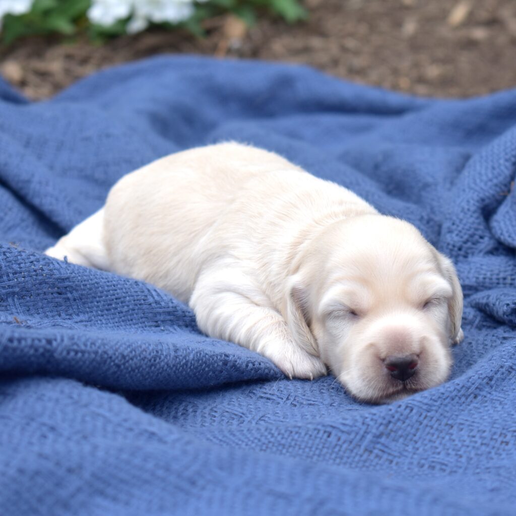 mini dachshund puppy for sale
