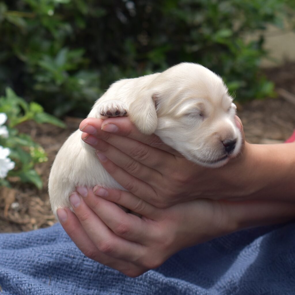 mini dachshund puppy for sale near me