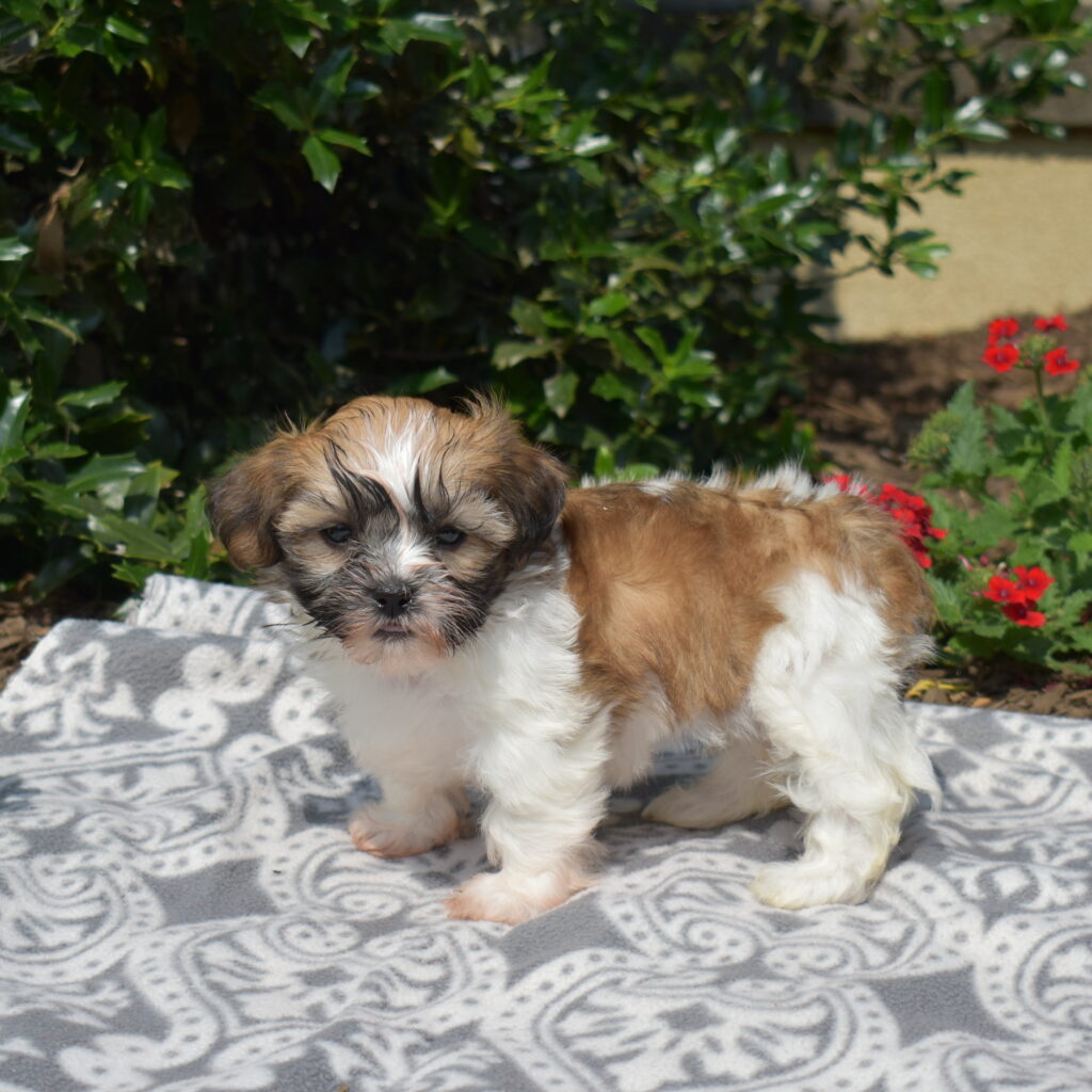 shichon puppy for sale pa