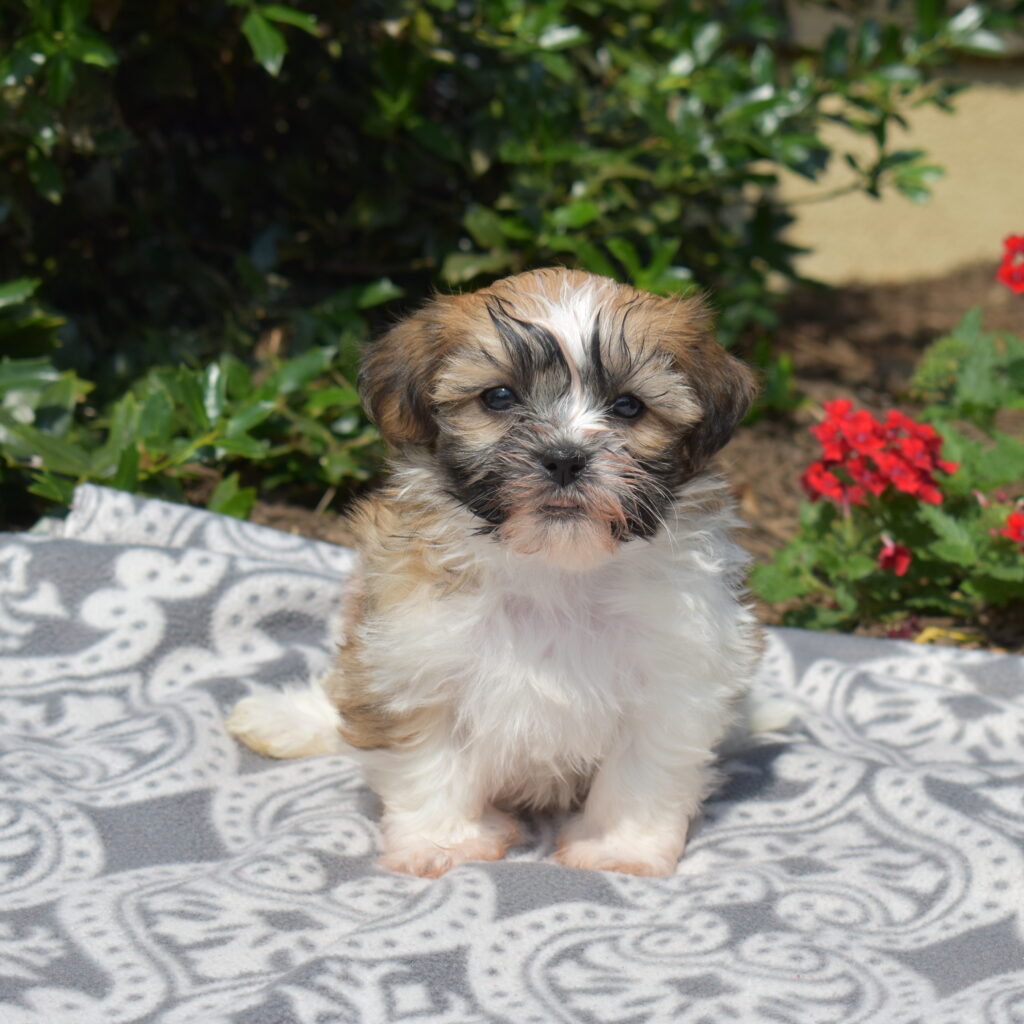shichon puppy near me