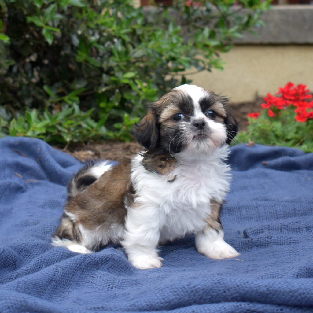 shih tzu puppy breeder sweet dreams puppies