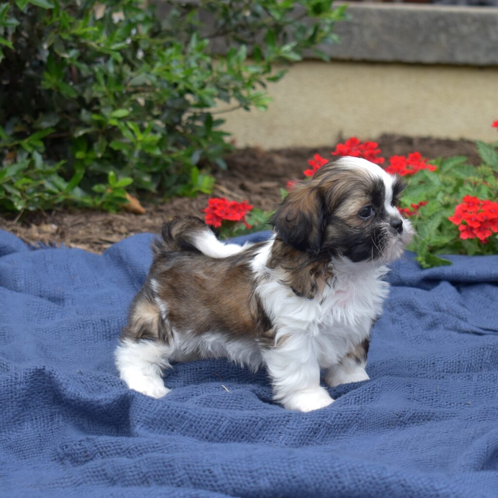 shih tzu puppy for sale