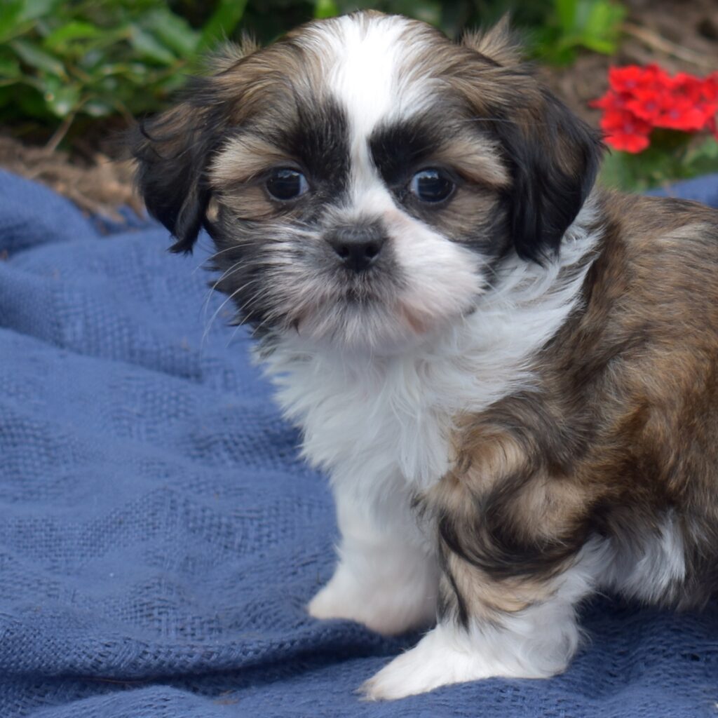 shih tzu puppy for sale pa(1)