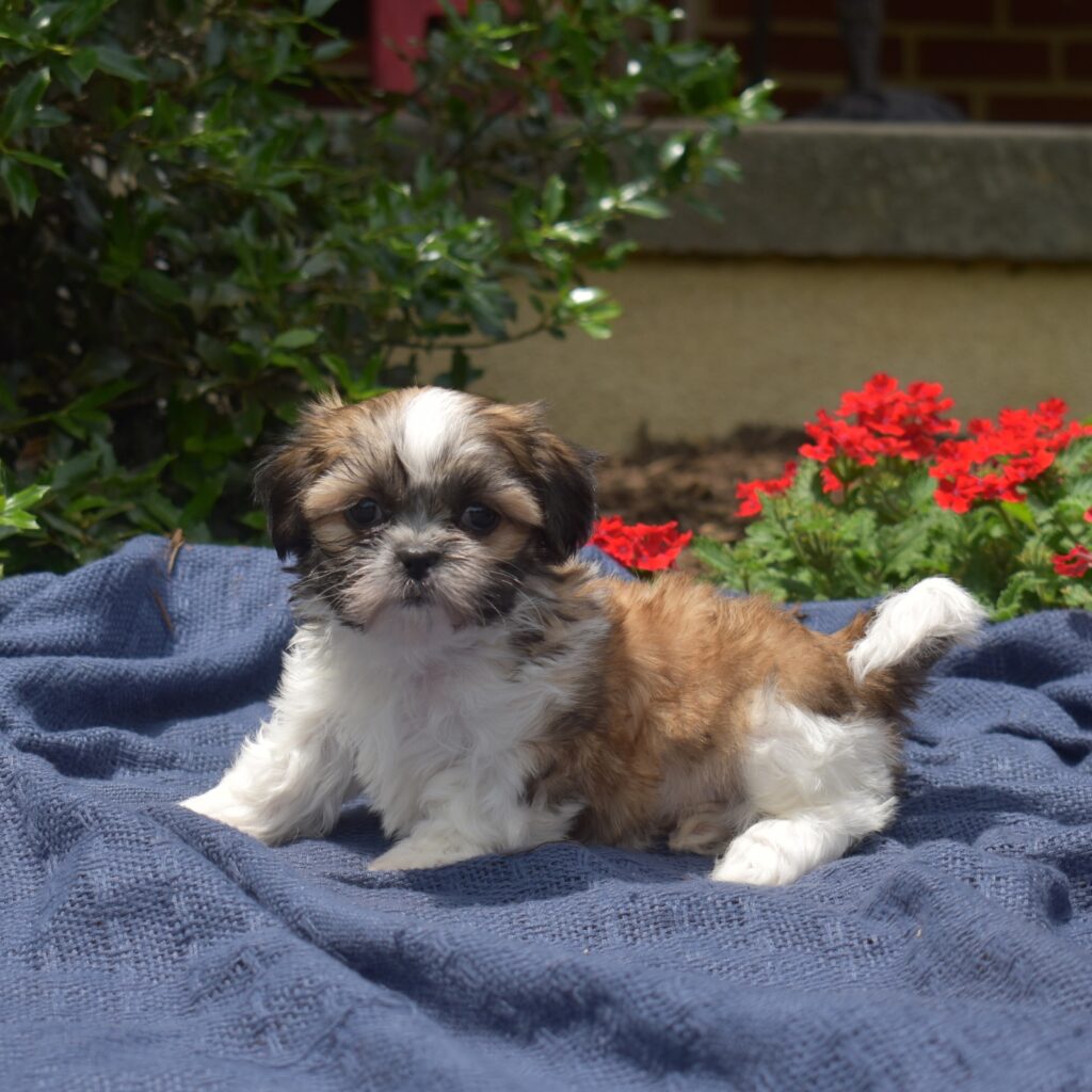 shihtzu hypoallergenic near oa