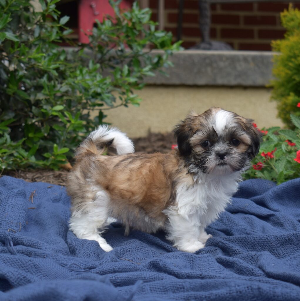 shihtzu hypoallergenic puppy