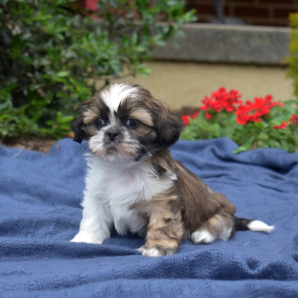 shihtzu puppy