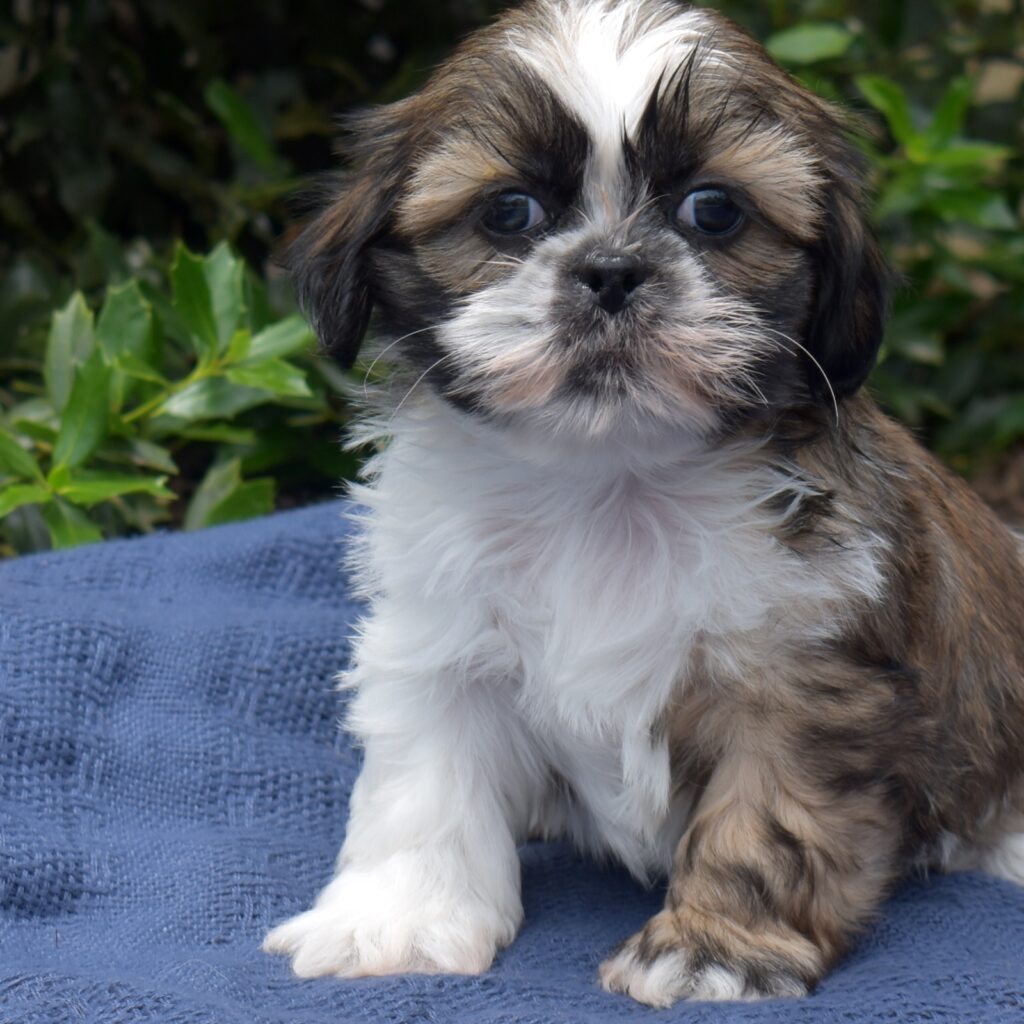 shihtzu puppy for sale near NYC