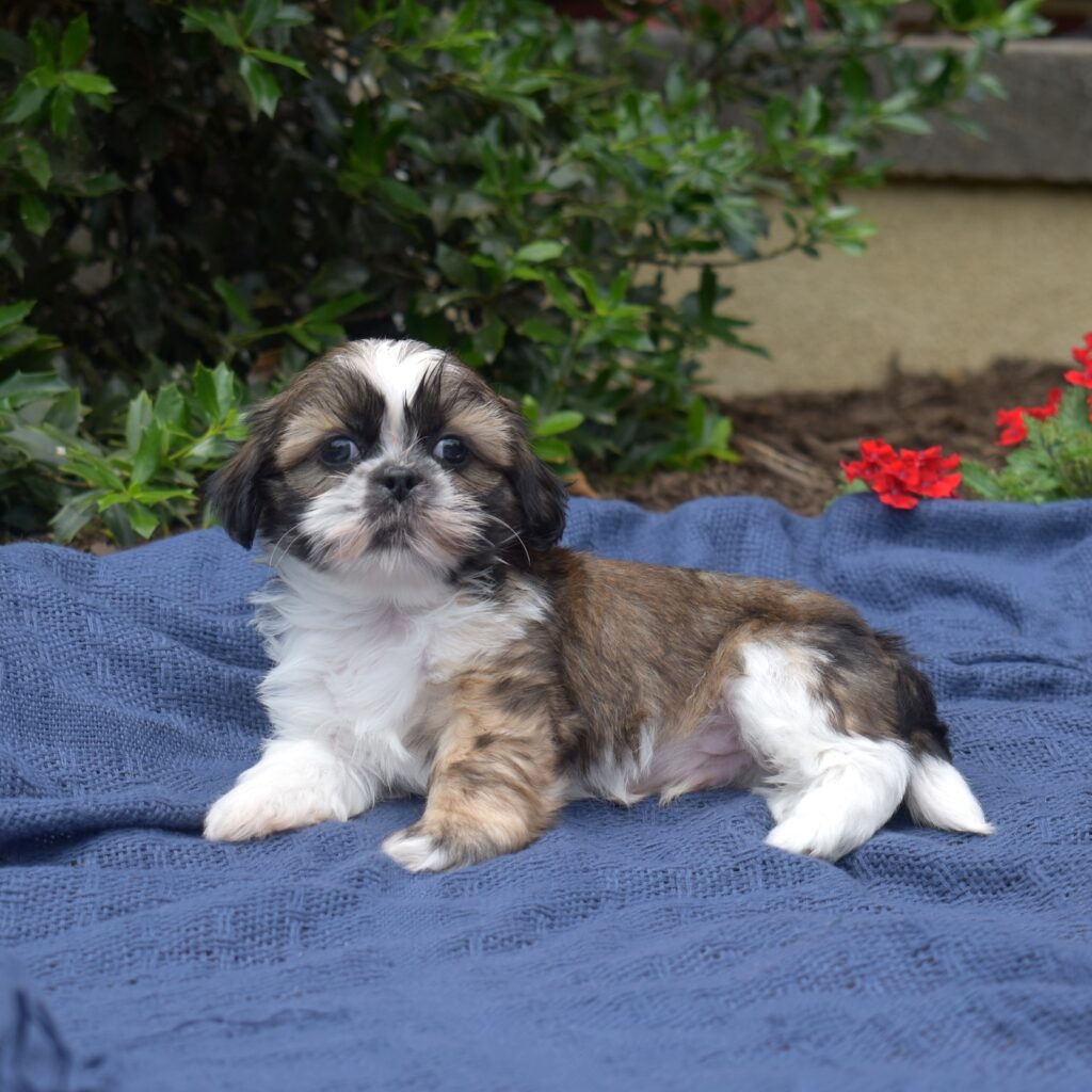 shihtzu puppy for sale near me