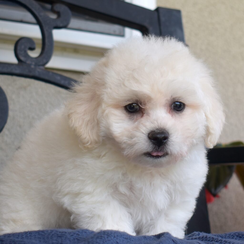 tiny bichon frise