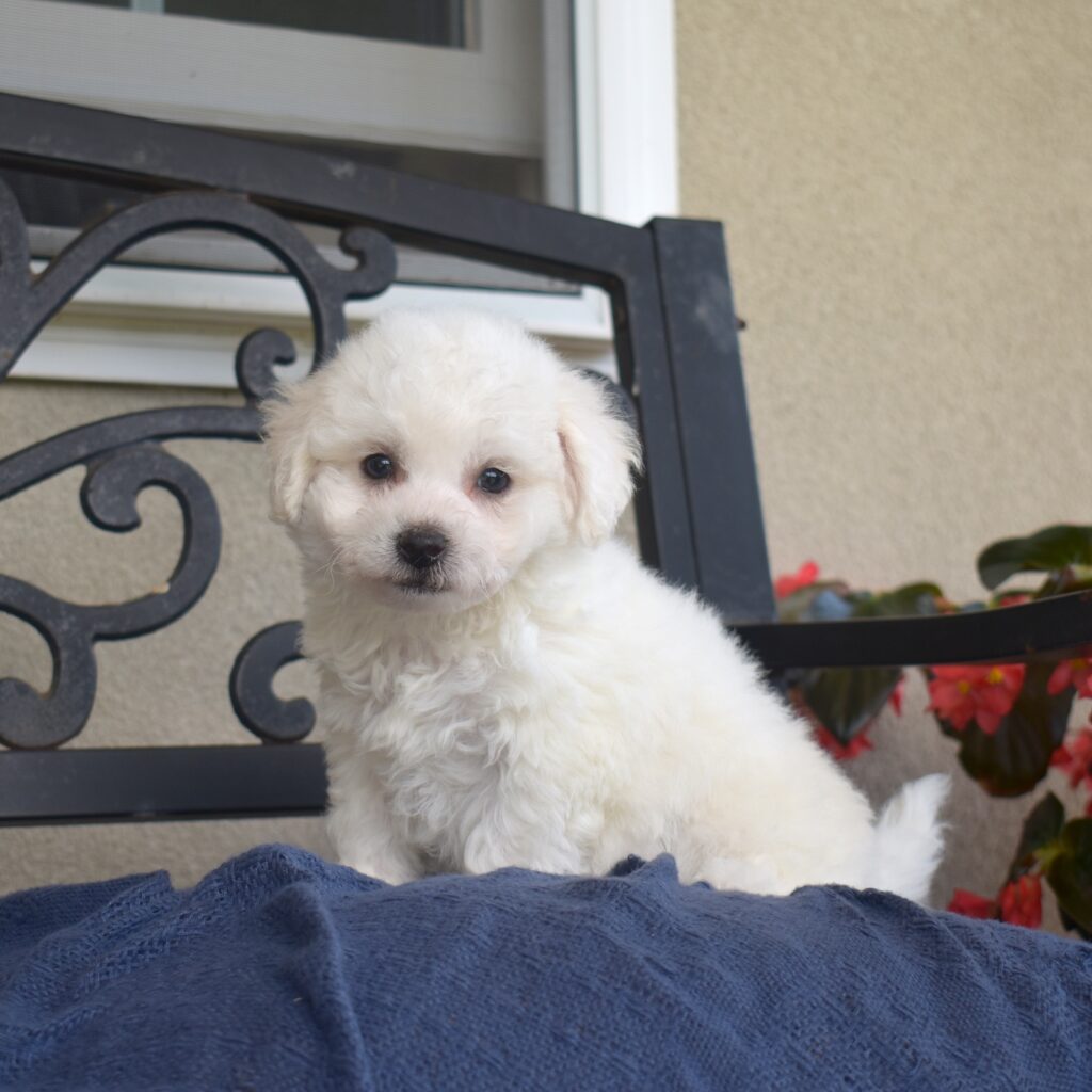 tiny bichon frise near me