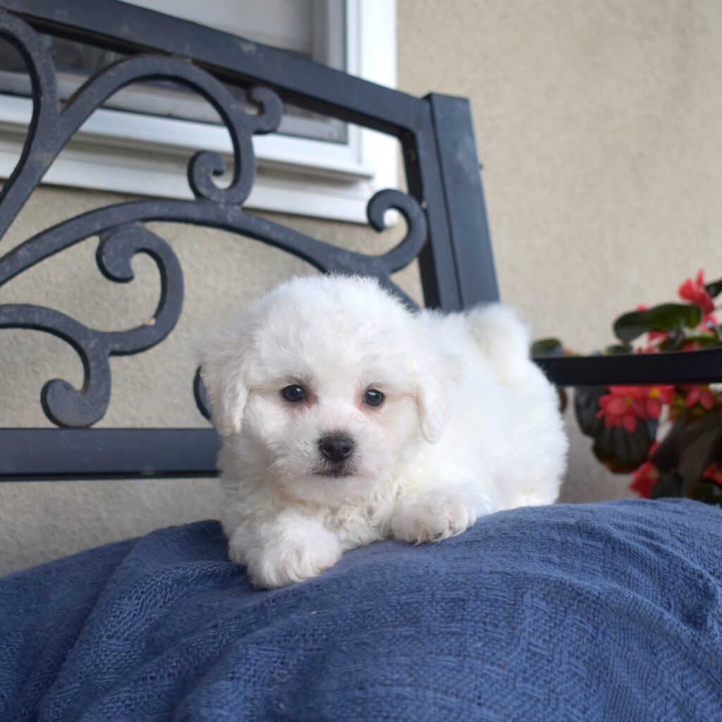 tiny bichon frise puppy