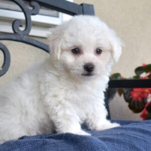 tiny bichon frise puppy for sale near me