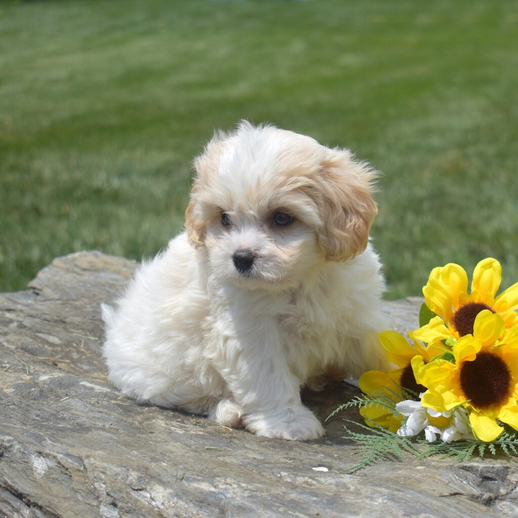 tiny cavachon puppy in pa