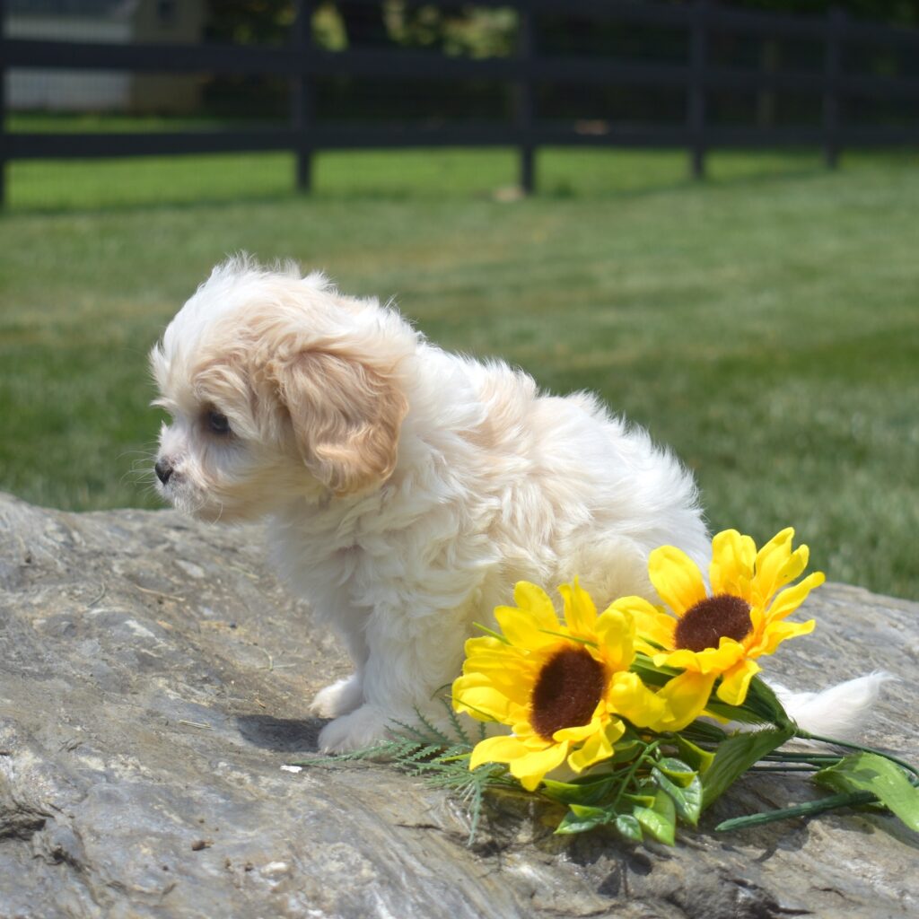 tiny cavachon puppy near me for sale