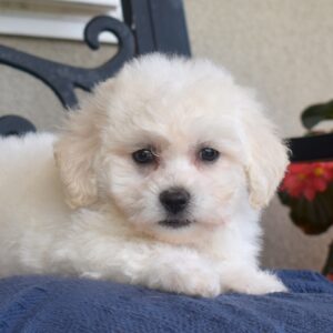 toy bichon frise for sale