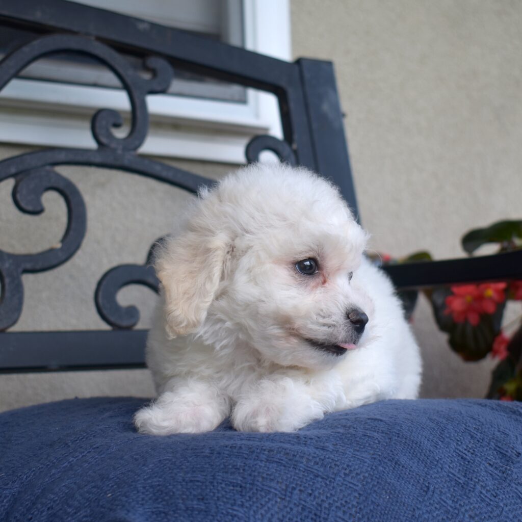 toy bichon frise puppy