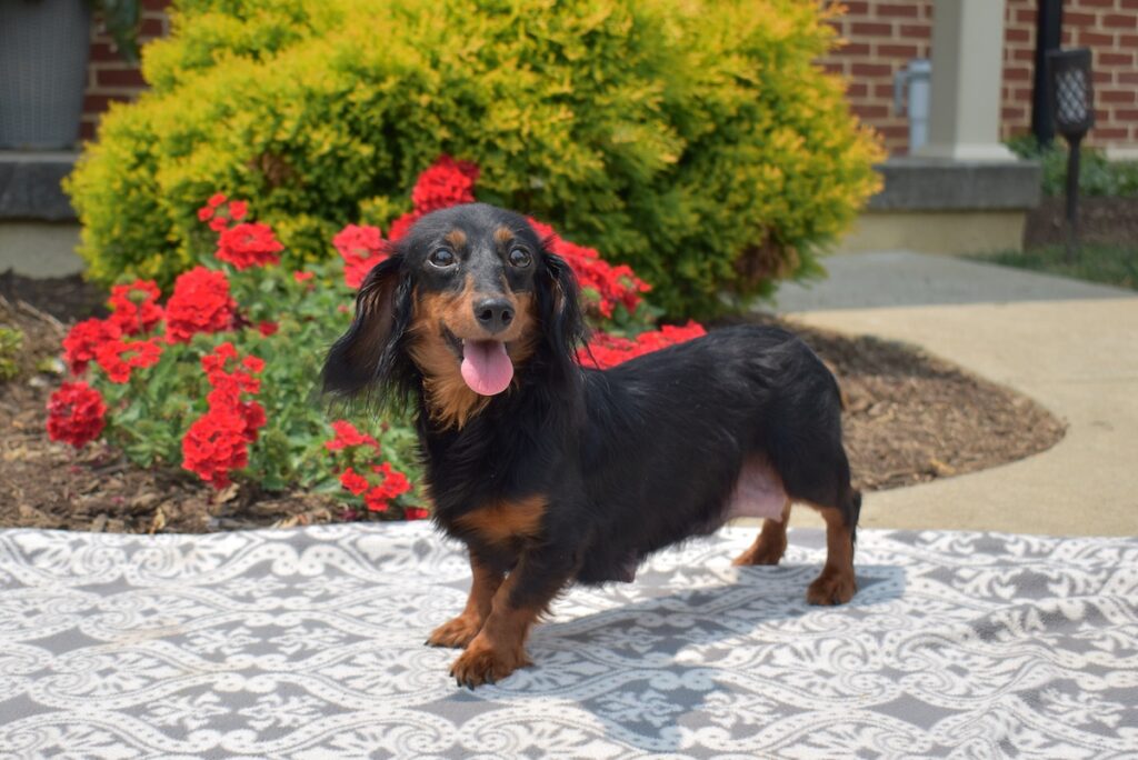 Petals-Mini Dachshund-adult