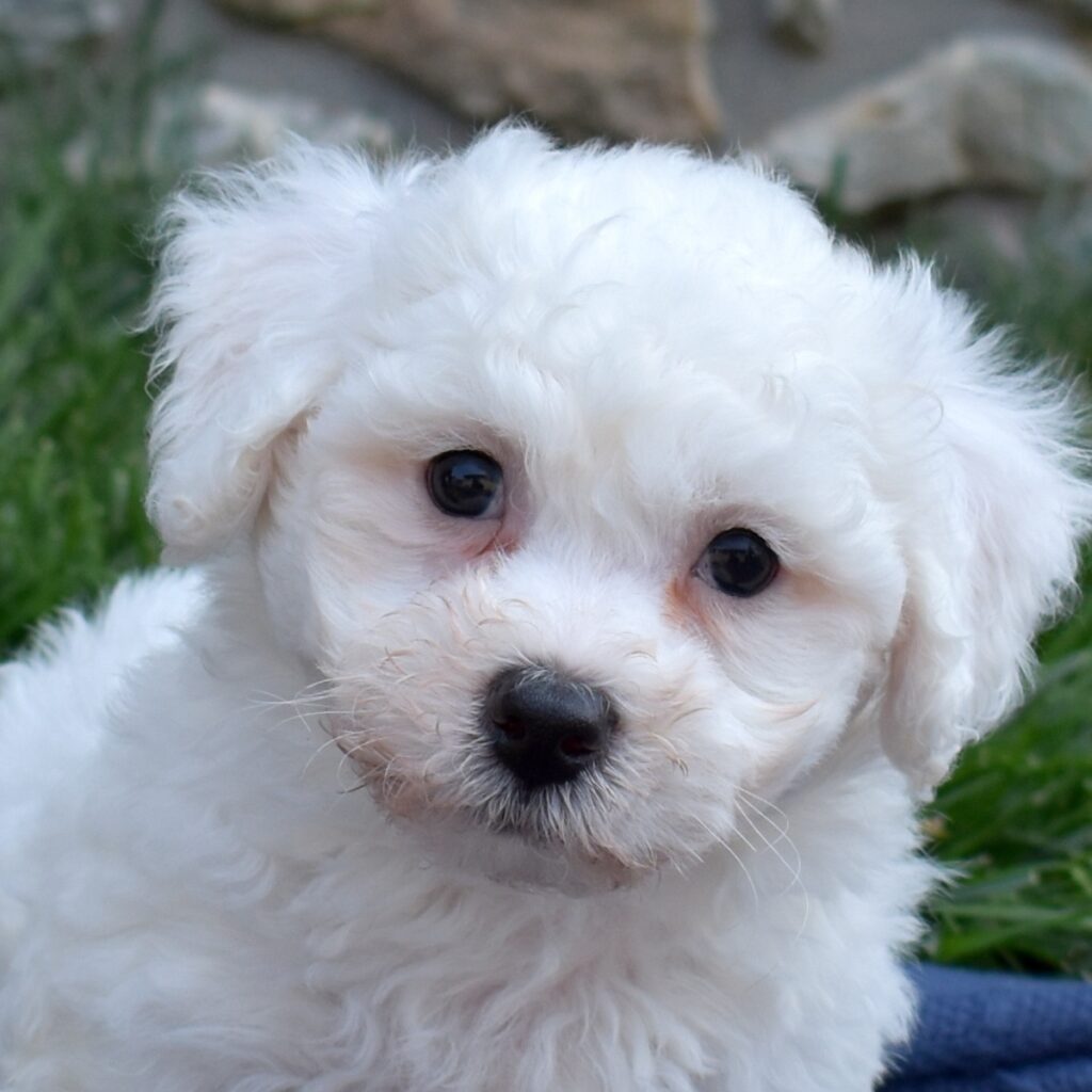 bichon