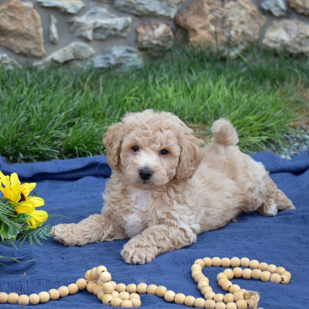 bichon and poodle mix