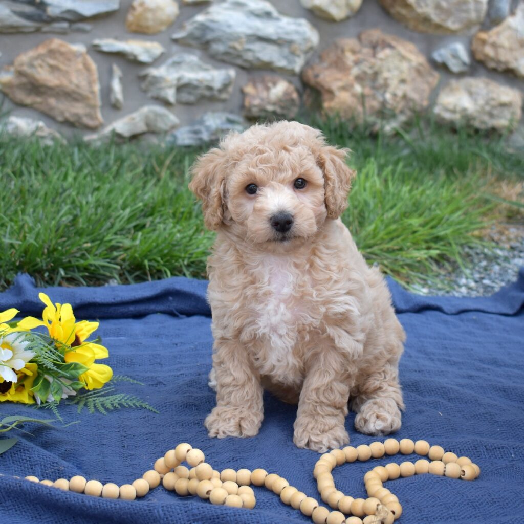 bichon and poodle mix for sale